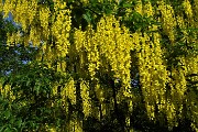 15 Maggiociondoli con cascate di grappoli di fiori gialli 